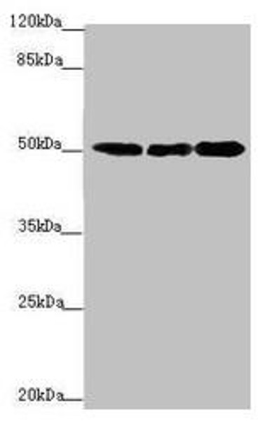 EEF1A2 Antibody (PACO44625)