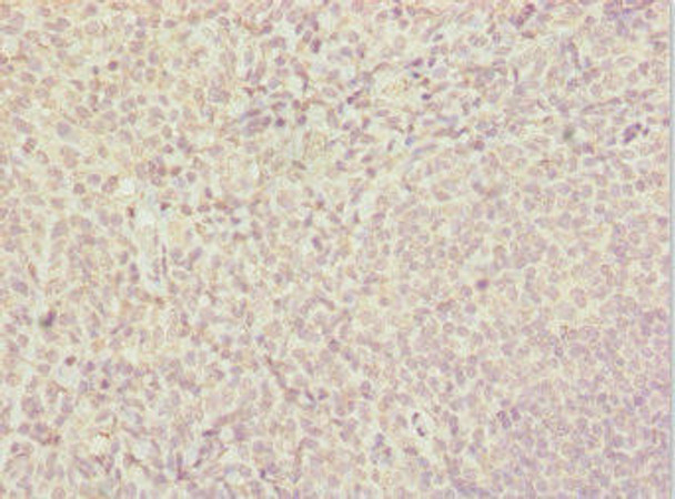 SUPT4H1 Antibody (PACO44696)