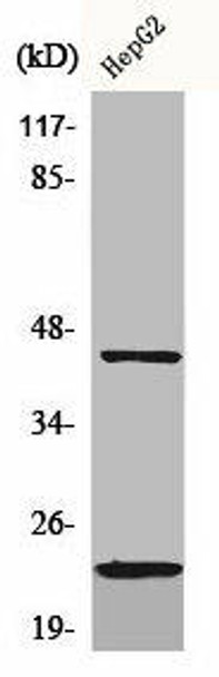 CD83 Antibody (PACO00564)