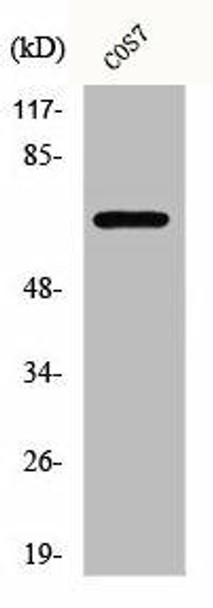 CEP70 Antibody (PACO00584)