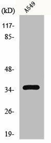 GPR82 Antibody (PACO00879)