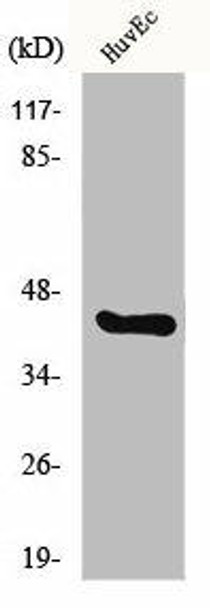 CHST10 Antibody (PACO00921)