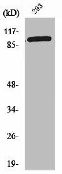 GTF2IRD1 Antibody (PACO01700)