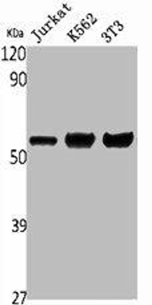 SLC29A1 Antibody (PACO01750)