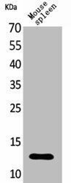 CXCL13 Antibody (PACO01921)