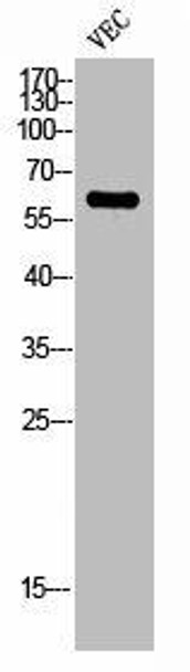 ZNF384 Antibody (PACO02198)