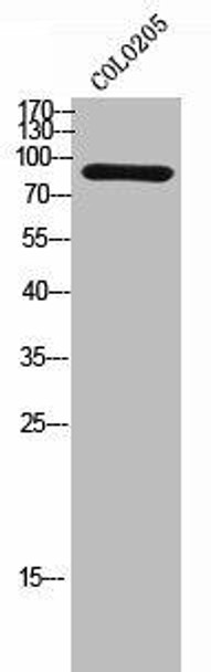 SEC23B Antibody (PACO02325)