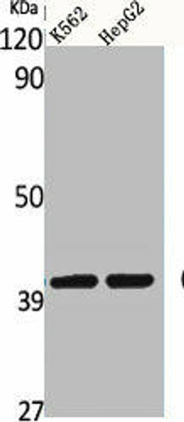 CD34 Antibody (PACO07142)