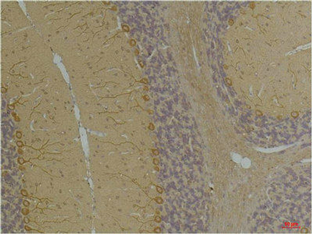 KCNA10 Antibody (PACO07191)