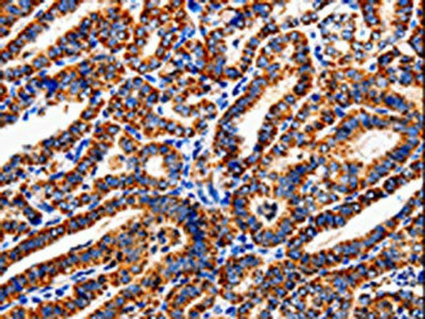 COX19 Antibody (PACO13917)