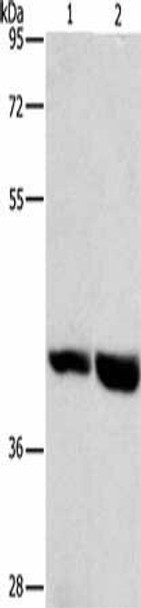 GPR182 Antibody (PACO19315)