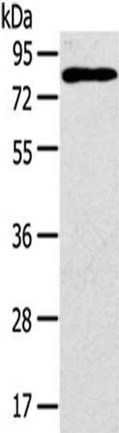 CD97 Antibody (PACO20376)