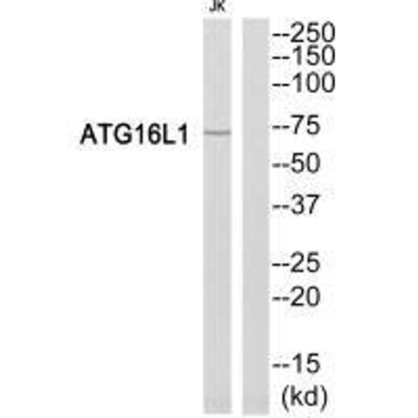 ATG16L1 Antibody (PACO22184)