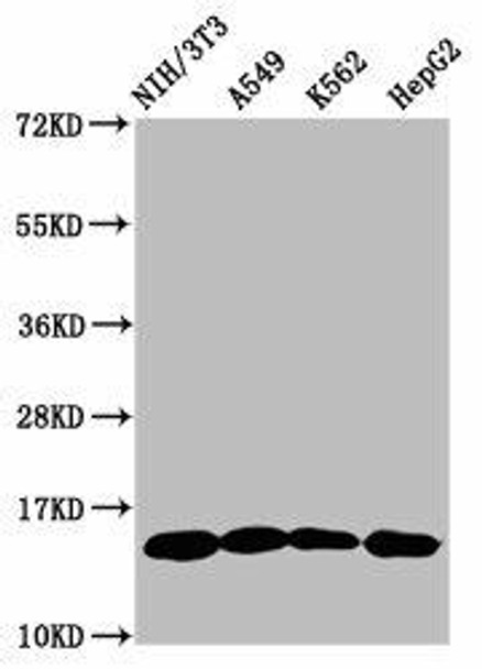 HIST1H2AG (Ab-118) Antibody (PACO60575)