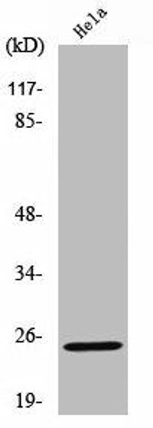 Cleaved-KLK11 (I54) Antibody (PACO00030)