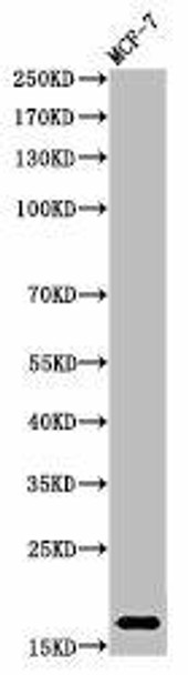 Mono-Methyl-Histone H3 (K37) Antibody (PACO00061)