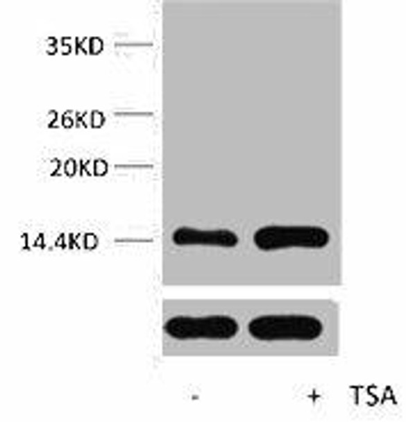 Acetyl-Histone H2A (Lys9) Antibody (PACO00156)