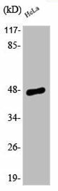 Phospho-JUN (S63) Antibody (PACO00183)