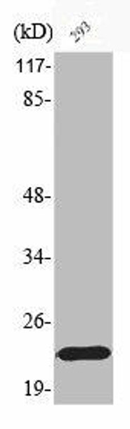 Phospho-BAD (S155) Antibody (PACO00188)