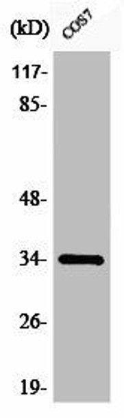 Phospho-CDK1 (Y15) Antibody (PACO00193)