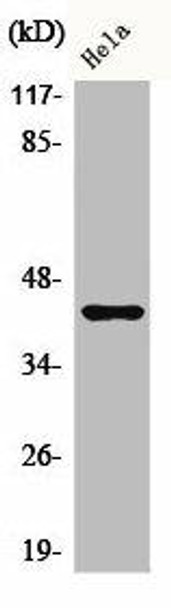 Phospho-JUNB (S259) Antibody (PACO00228)