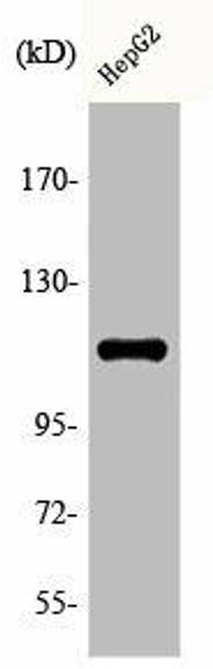 Phospho-KSR1 (S392) Antibody (PACO00305)