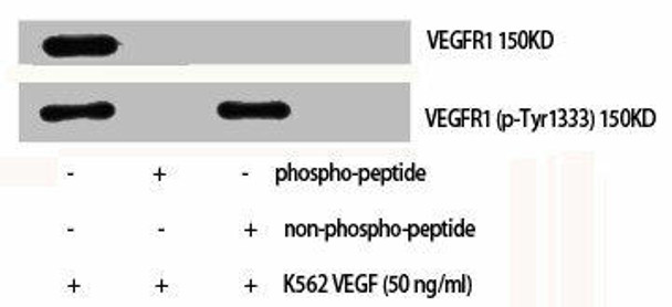 Phospho-FLT1 (Y1333) Antibody (PACO00313)