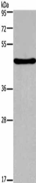 FOXA2 Antibody (PACO17878)