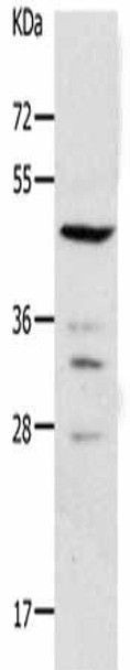 PAX2 Antibody (PACO18339)