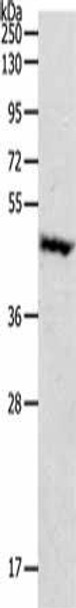 PDK4 Antibody (PACO18346)
