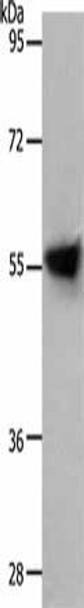 SLC1A4 Antibody (PACO18403)