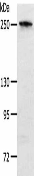 NOTCH3 Antibody (PACO18770)