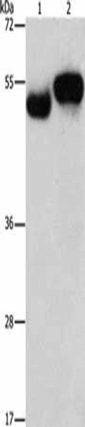 AMZ1 Antibody (PACO19144)