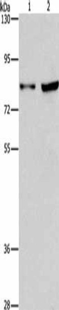 MYB Antibody (PACO19334)