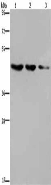 ELOVL6 Antibody (PACO19594)