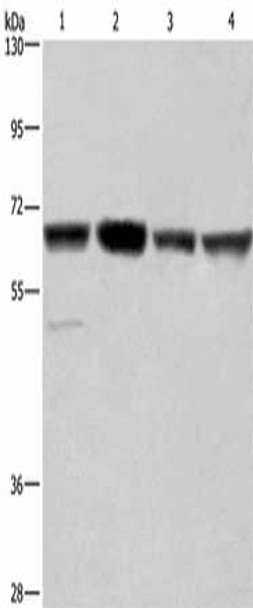 GLYR1 Antibody (PACO19720)
