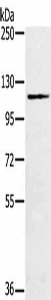 MUC1 Antibody (PACO20308)