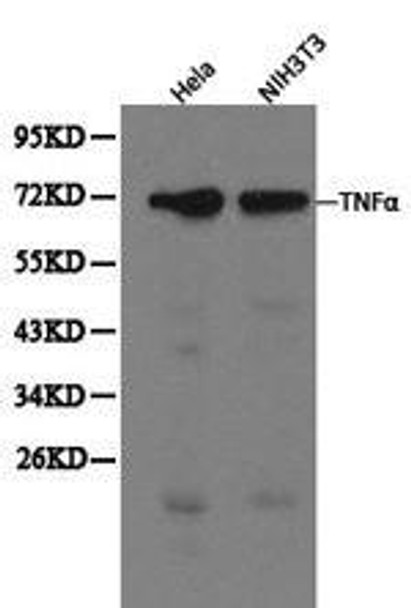 TNF Antibody (PACO21044)