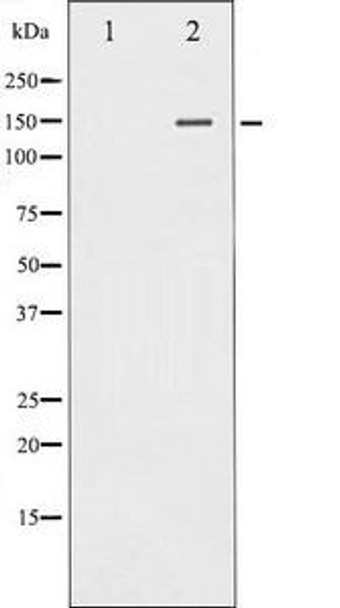 PLCG1 Antibody (PACO21304)