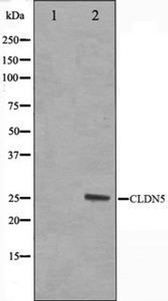 CLDN5 Antibody (PACO21328)