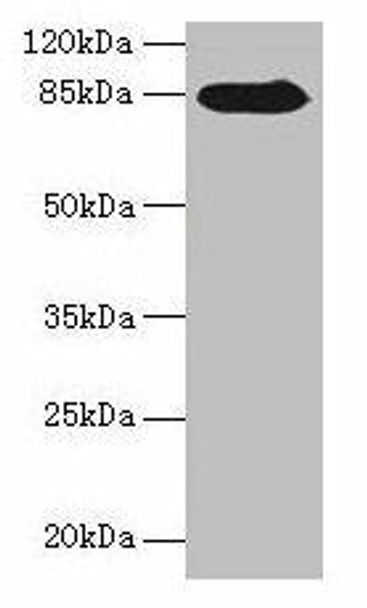 NDST1 Antibody (PACO28514)