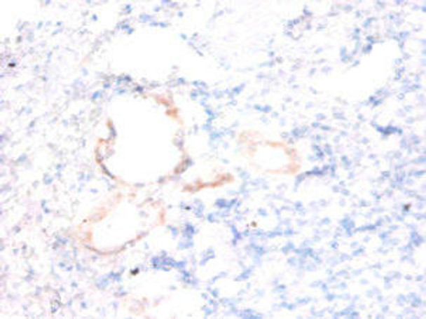 ENSA Antibody (PACO28754)