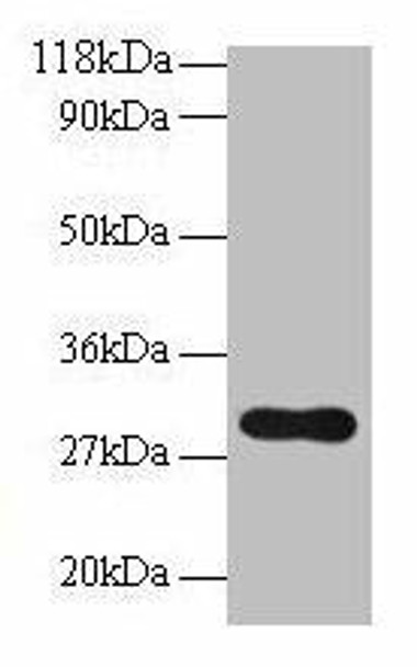 POMC Antibody (PACO29083)