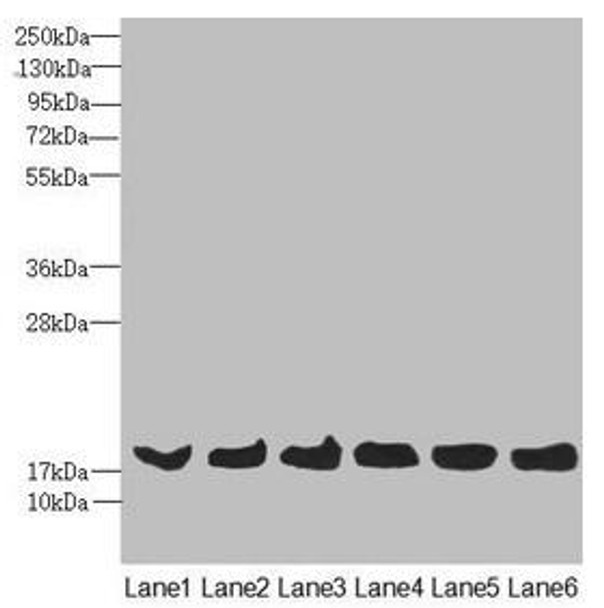 MAGOH Antibody (PACO45604)