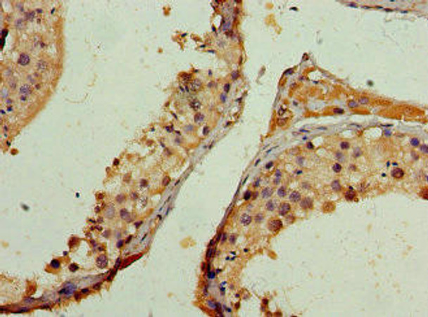 NCOA1 Antibody (PACO46050)
