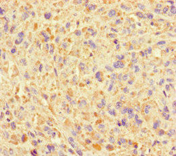 SUMO2 Antibody (PACO46358)