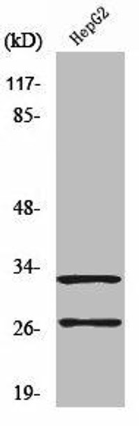 Cleaved-CTSG (I21) Antibody (PACO00023)