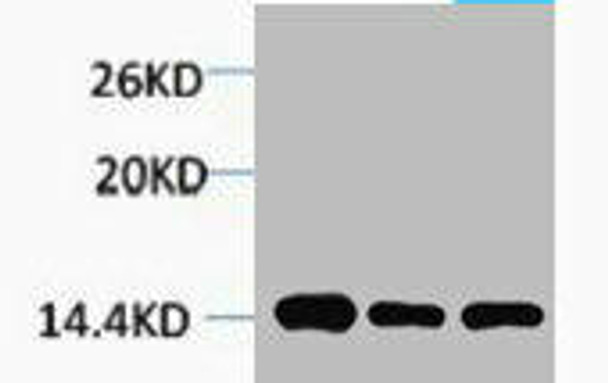 Tri-Methyl-Histone H2B (Lys5) Antibody (PACO00180)