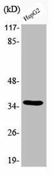 Phospho-CEBPB (T235) Antibody (PACO00191)