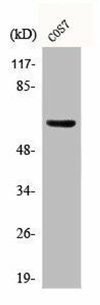 Phospho-GABRB1 (S434) Antibody (PACO00289)